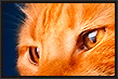 Animal Portrait Retouch